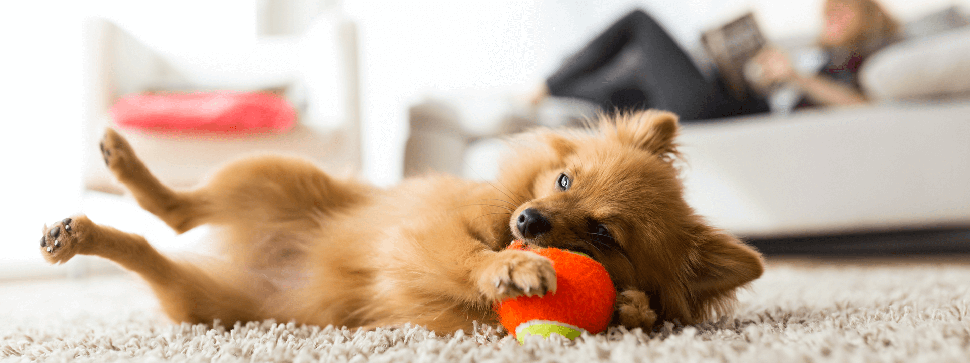 Tips To Keep Your Dog Happy
